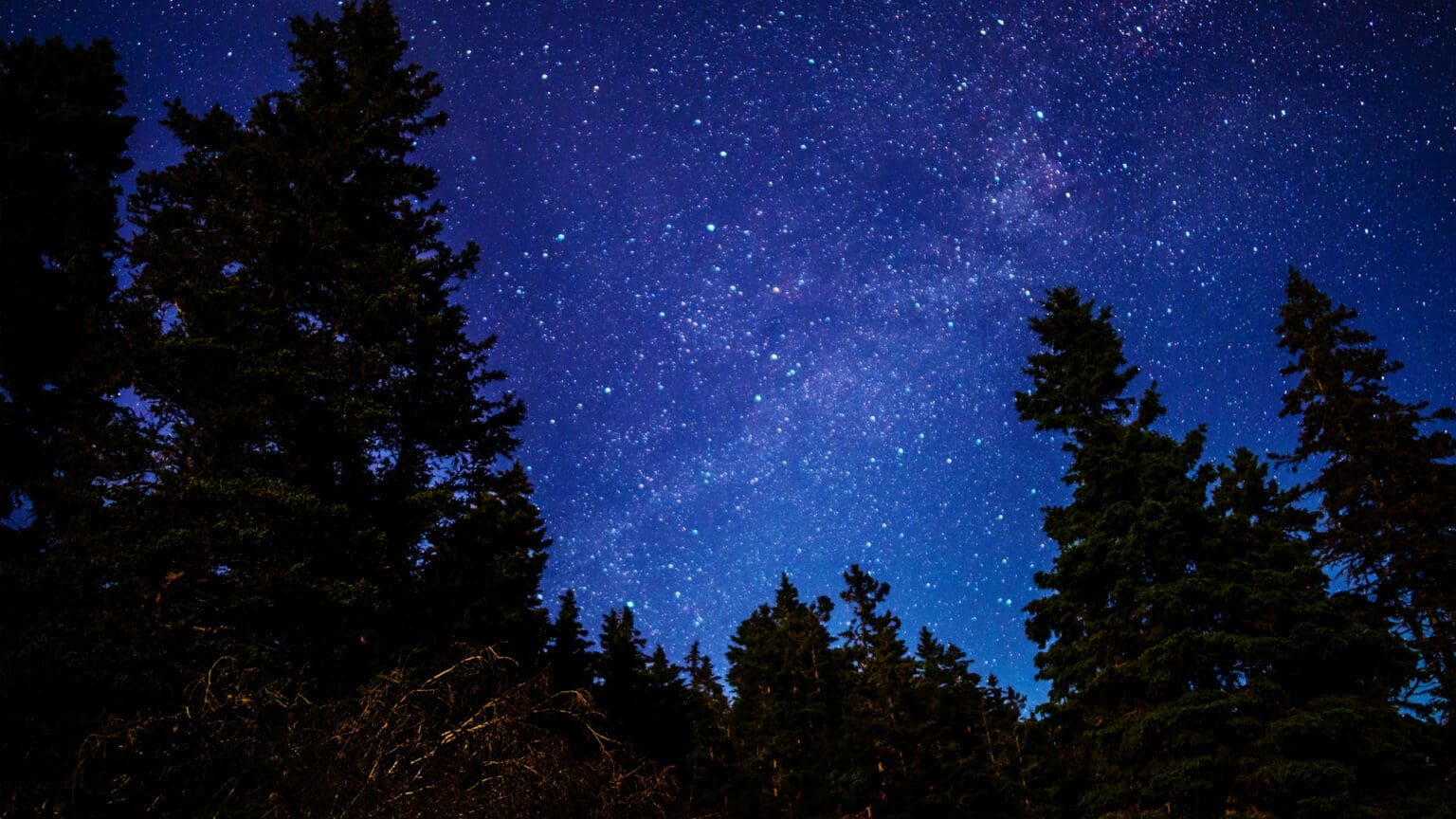 Descubra a vida selvagem noturna na Fábrica de Pólvora de Vale de Milhaços