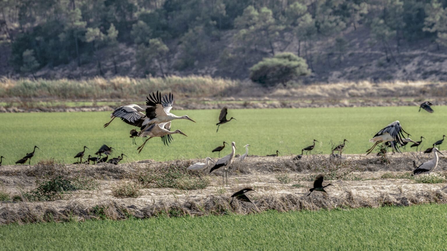 Explorando a beleza natural da Gâmbia: Uma caminhada na Reserva Natural do Estuário do Sado