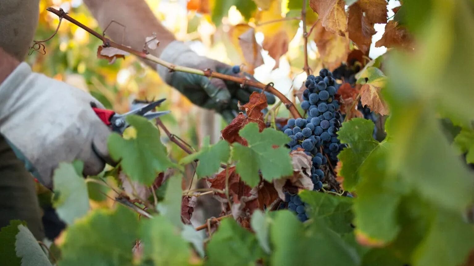 Um Dia de Vindima na Adega de Palmela: Descubra os Encantos do Vinho
