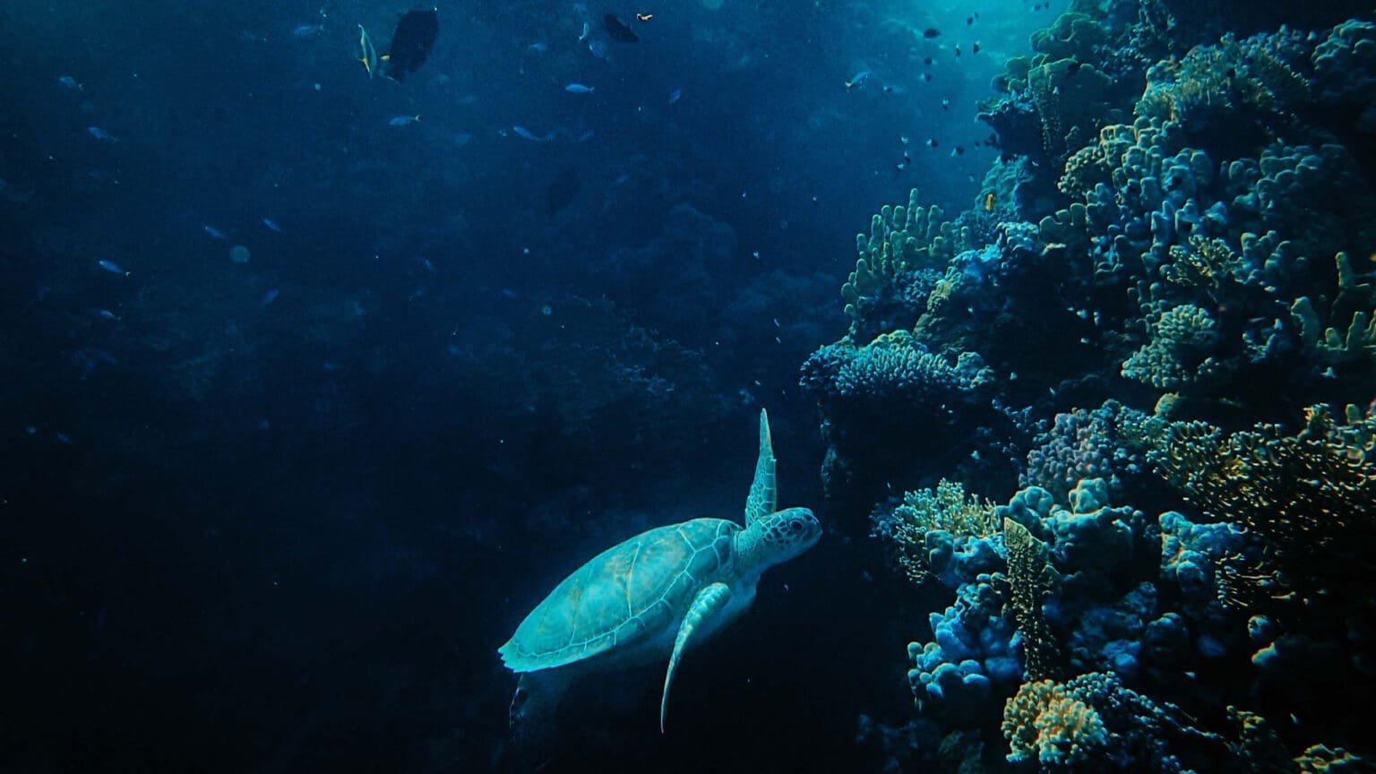 MAR(E) a Bordo: Descubra os Mistérios do Mar com o MARE – Centro de Ciências do Mar e do Ambiente da Universidade de Lisboa