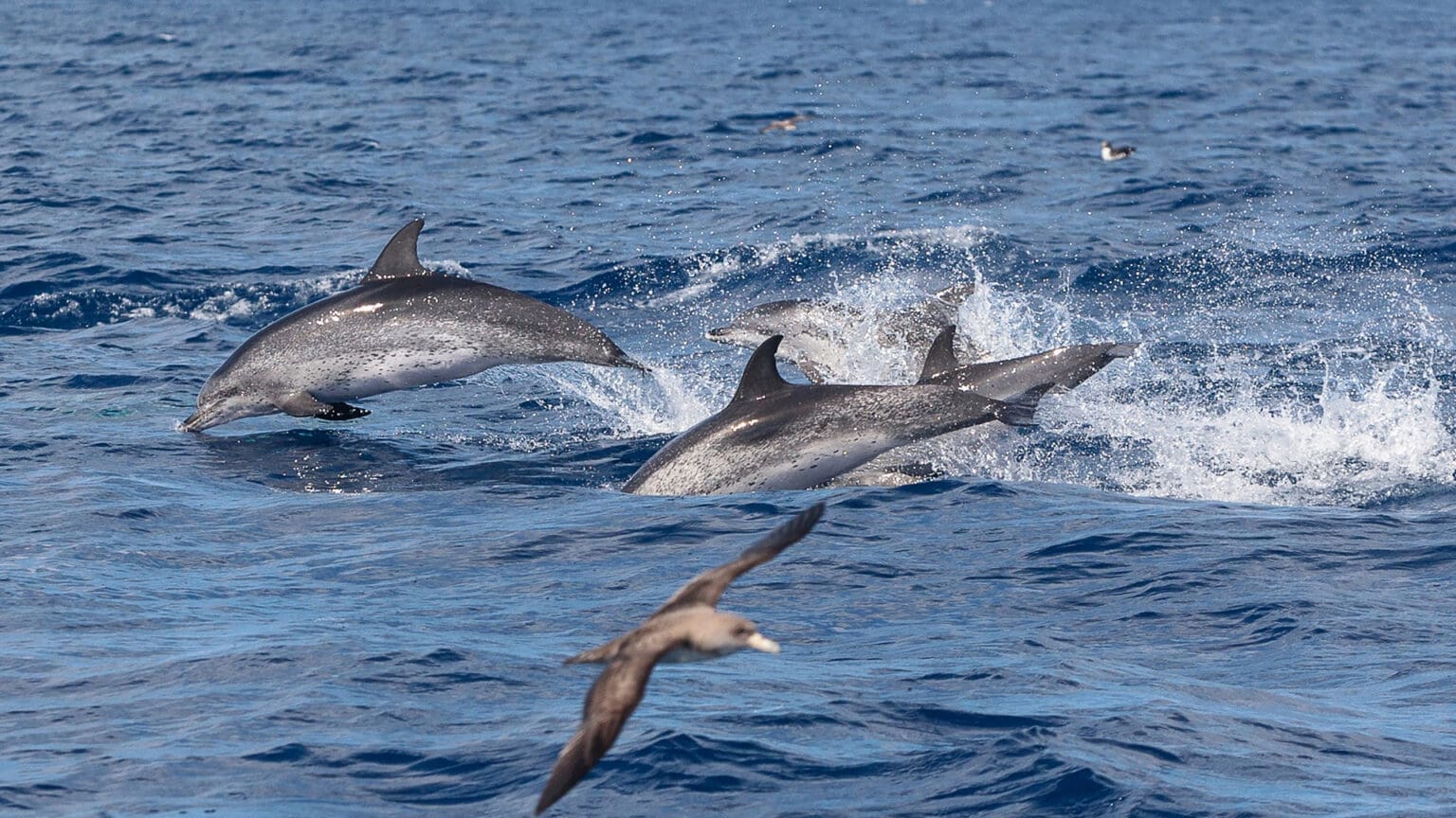Nasce um Recorde: 6 Novas Crias de Golfinhos Roazes-Corvineiros no Estuário do Sado