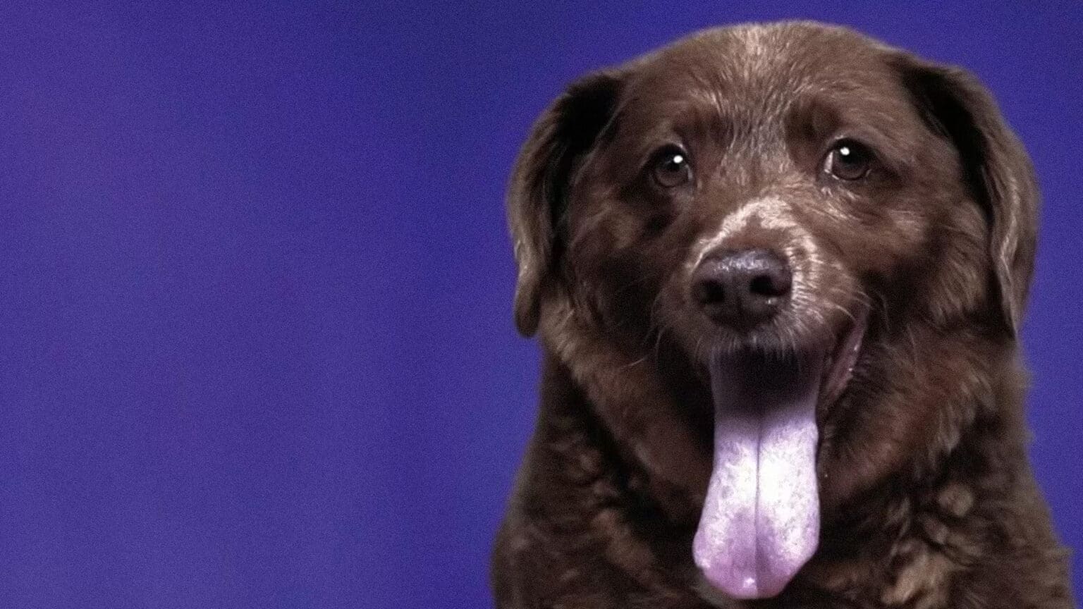 Morto o cão, acabou-se a fúria – a vida de Luiz Pacheco no TMJB