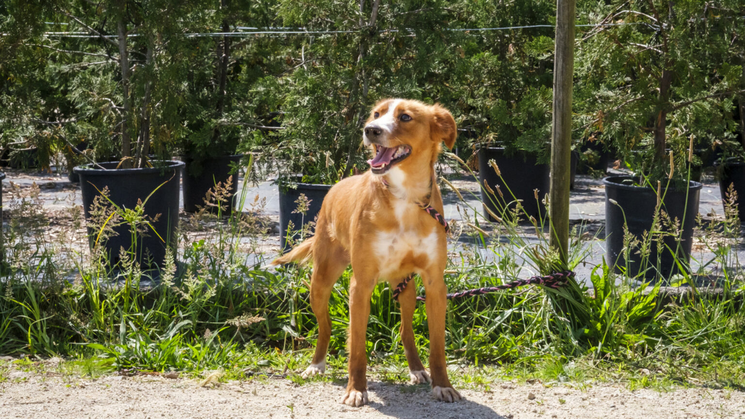 Conheça o CROA: o novo centro de bem-estar animal em Almada