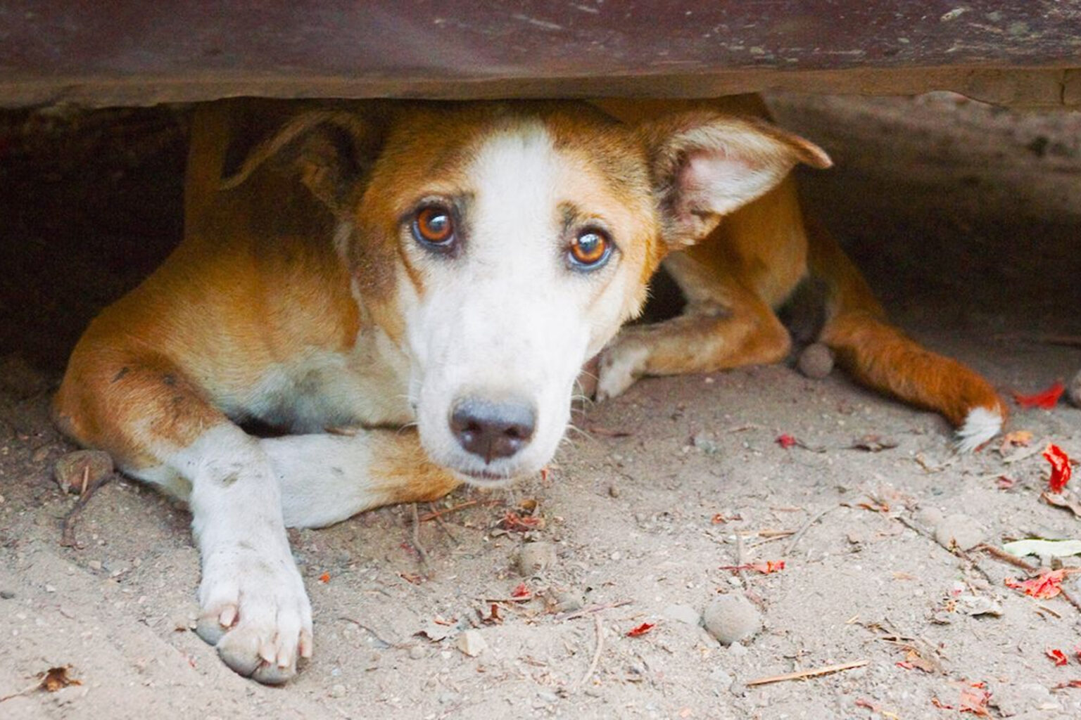 Almada apresenta projeto do novo Centro de Recolha Oficial de Animais de Companhia