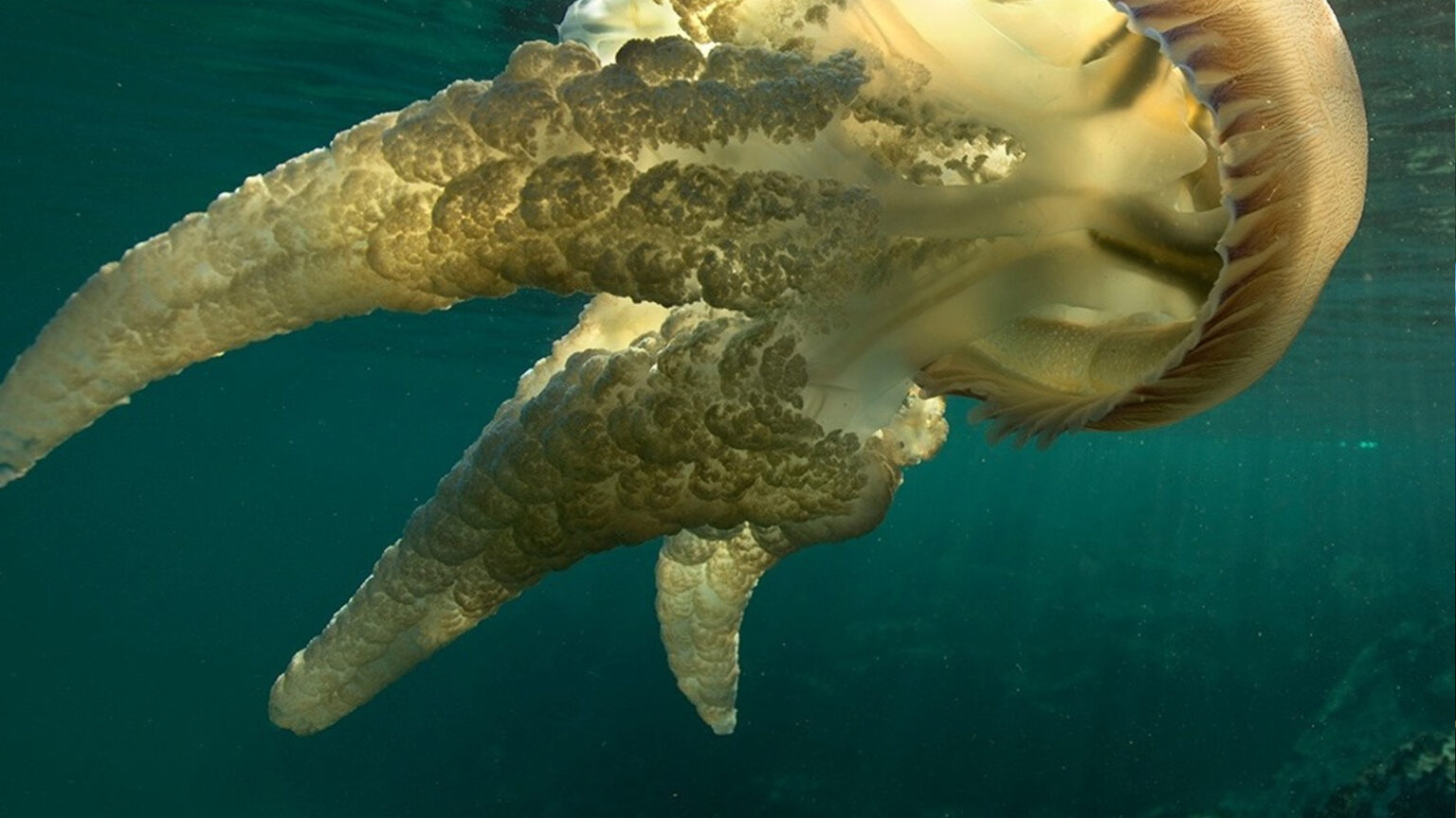 Aproveite uma noite de cinema ao ar livre no Seixal, com “Mar da Minha Terra – Almada Atlântica” 1 Aproveite uma noite de cinema ao ar livre no Seixal, com “Mar da Minha Terra – Almada Atlântica”