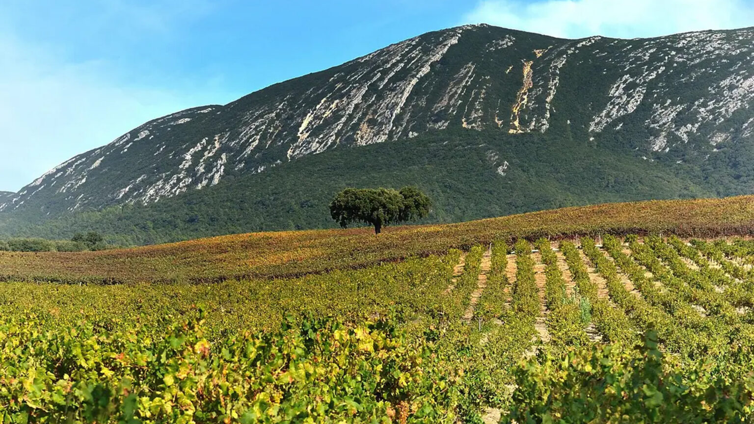 Setúbal celebra o Dia Mundial do Enoturismo com um roteiro entre vinhas, mar e solidariedade