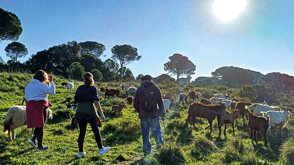 caminhada guiada por um pastor