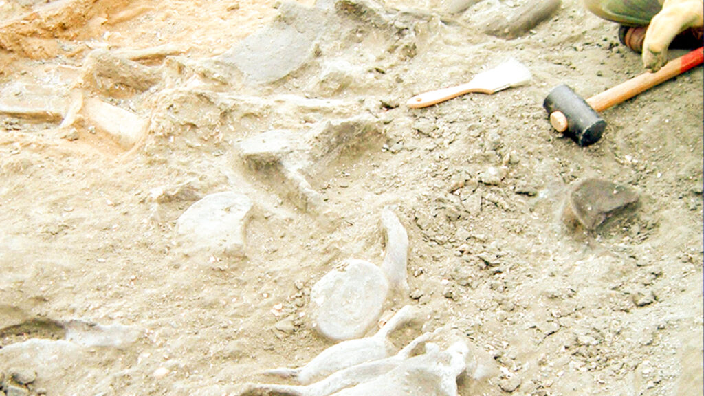 Fósseis descobertos na Praia da Galé, Grândola 3 Fósseis Grândola